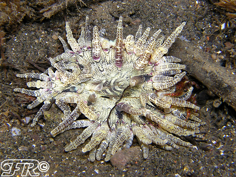 Variante cromatica insolita di Phymanthus pulcher